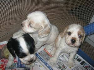 QualityPartiCoatedcockerspanielPuppies